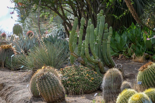 Species of cacti in the Botanic Garden